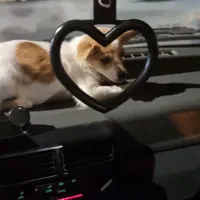 اشپیتزو پامریین|سگ|زنجان, |دیوار