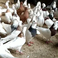 کبوتر فروشی