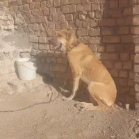 کوچوک ۷ ماه جنس دار