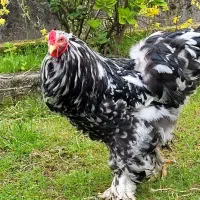 فروش تخم  مرغهای زینتی