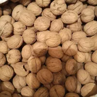 گردو کاغذی منشاد|خوردنی و آشامیدنی|یزد, |دیوار
