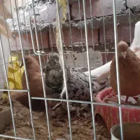 جفتی یهودی دم سفید|پرنده|کرمان, |دیوار