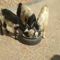 بُز جوان شکمه اول و کولار آبستن|حیوانات مزرعه|خرامه, |دیوار