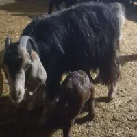 ۲ عددبز بزغاله دار شکم  اول|حیوانات مزرعه|پیشخور, |دیوار