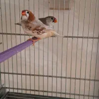 فنچ نرگسی شکلاتی/کینگ/عروس هلندی|پرنده|بهار, |دیوار