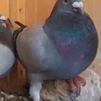 کبوتر ‌پلاکی