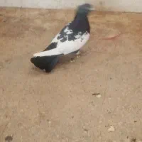 کفتر سینه|پرنده|شیراز, تندگویان|دیوار