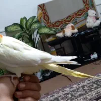 طوطی عروس هلندی