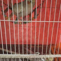 فروش عروس هلندی نر و ماده|پرنده|زابل, |دیوار