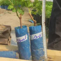 انگور نهال و درخت رونده|خدمات باغبانی و درختکاری|فلاورجان, |دیوار