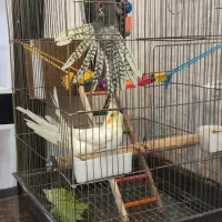 عروس هلندی|پرنده|قدس, شهر‌قدس|دیوار