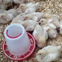 جوجه گوشت راس۱۳روزه|حیوانات مزرعه|قائم‌شهر, |دیوار