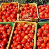 سرکارگر امور کشاورزی انبار سرد خانه آقای سنجابی|خدمات باغبانی و درختکاری|کرمانشاه, |دیوار