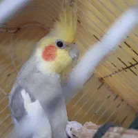 عروس هلندی نر بالغ|پرنده|لاهیجان, گلستان|دیوار