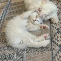 واگذاری بچه گربه اسکاتیش فولد|گربه|سنندج, |دیوار