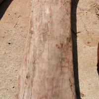 قطع و برش درخت رایگان