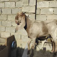 بز نر وماده