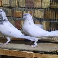 کفتر ( کبوتر )