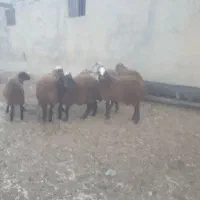 بره (نرو ماده )۷ رس|حیوانات مزرعه|عنبران, |دیوار