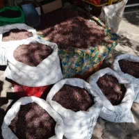 کشمش و شیره انگور|خوردنی و آشامیدنی|بروجرد, |دیوار