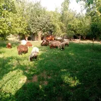 بره نر و ماده|حیوانات مزرعه|یزد, |دیوار