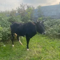 گاو لیشه محلی