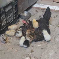 تخم مرغ نطفه دار گلین