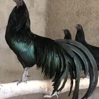 مرغ و خروس زینتی سوماترا جاپنیز برهما لاری