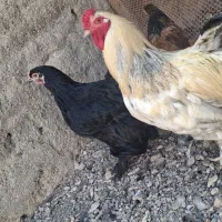 پنج تا بوقلمون ماده و یک مرغ و خروس برهما|حیوانات مزرعه|ساوه, |دیوار