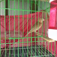 قناری جوجه نر