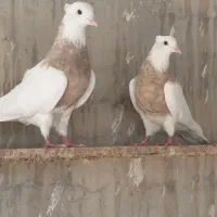 طوقی|پرنده|امیدیه, |دیوار