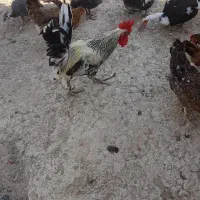 مرغ وخروس محلی