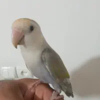 جوجه برزیلی با جوجه عروس|پرنده|پاکدشت, پاکدشت (مامازند)|دیوار