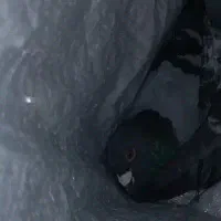 کفتر گم شده