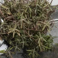 درب چوبی و دار قالی تابلو فرش|حراج|اسدآباد, |دیوار