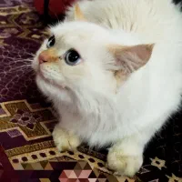 واگذاری|گربه|زاهدان, |دیوار