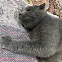 گربه بریتیش|گربه|محمودآباد, |دیوار