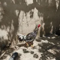 خروس لاری اصیل