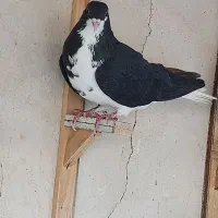 25نر رنگی چاشنی قلدور