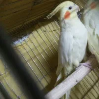 عروس هلندی لوتینو عروس هلندی نر طوطی