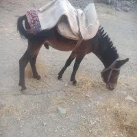قاطر چهار سال