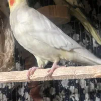 2 عدد عروس هلندی نر|پرنده|رودسر, |دیوار