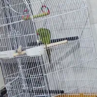 ملنگو|پرنده|شیراز, رکن‌آباد|دیوار