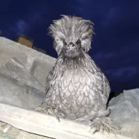 یک عددمرغ لاری ویک عددمرغ سلطان بفروش می‌رسد