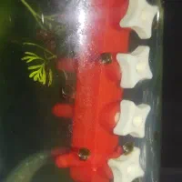 حلزون سیب  آکواریوم|ماهی|مشهد, نوید|دیوار