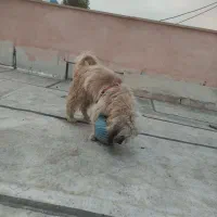 سگ تریر معاوضه با سهره|سگ|ماهدشت, |دیوار