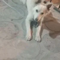 سگ فروشی حدودا ۸ ماهه