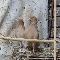 کبوتر ساوه.نقش وپرشی