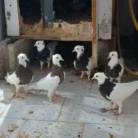 سه جفت طوقی