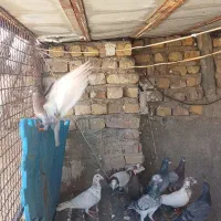کفتر گرفتنی